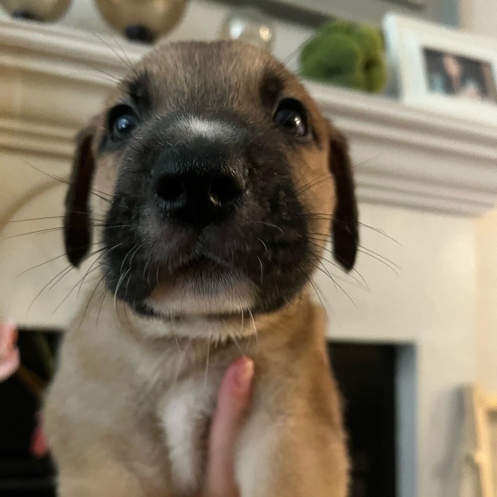 Meet your Posher, Janie